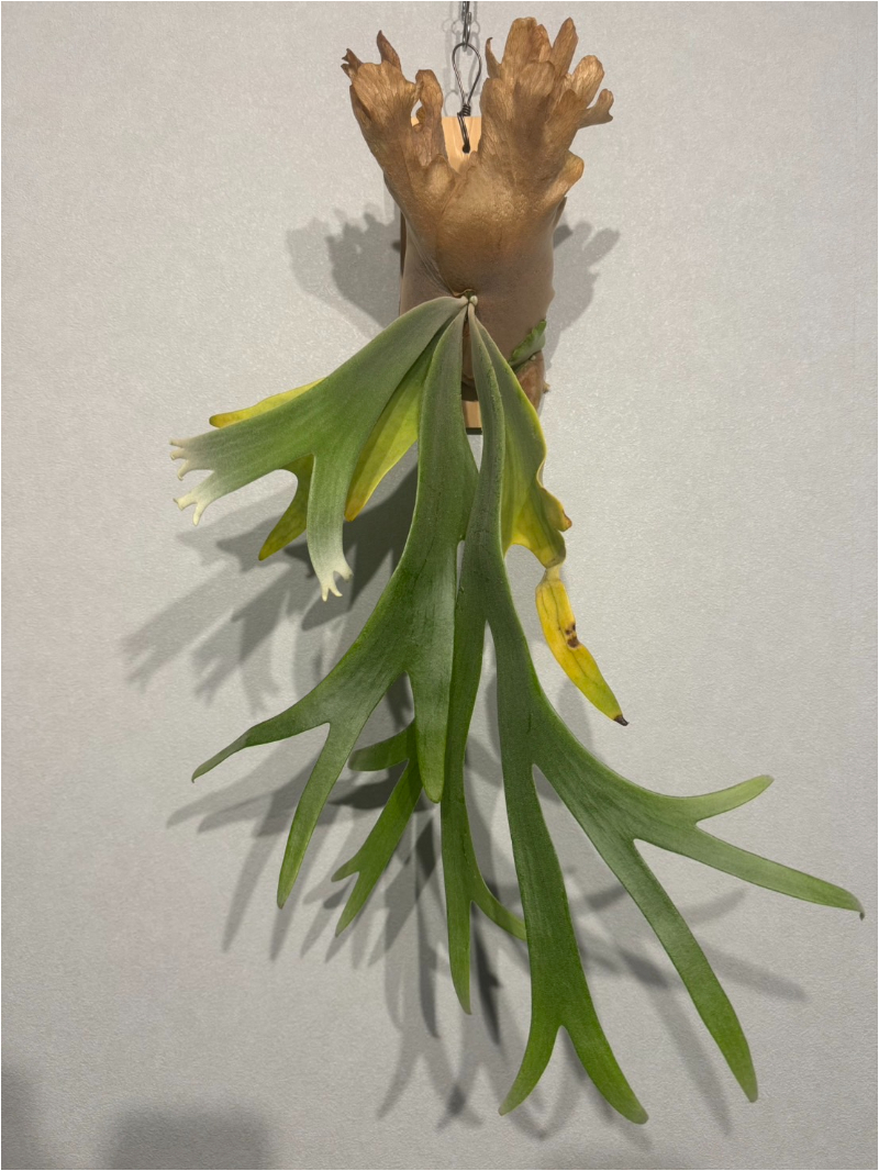 P. Willinckii Wild ビカクシダ ウィリンキー 
