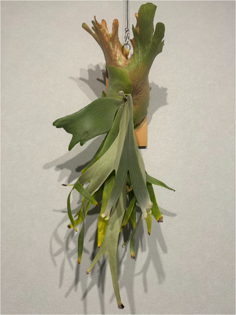 P. Willinckii Wild ビカクシダ ウィリンキー 