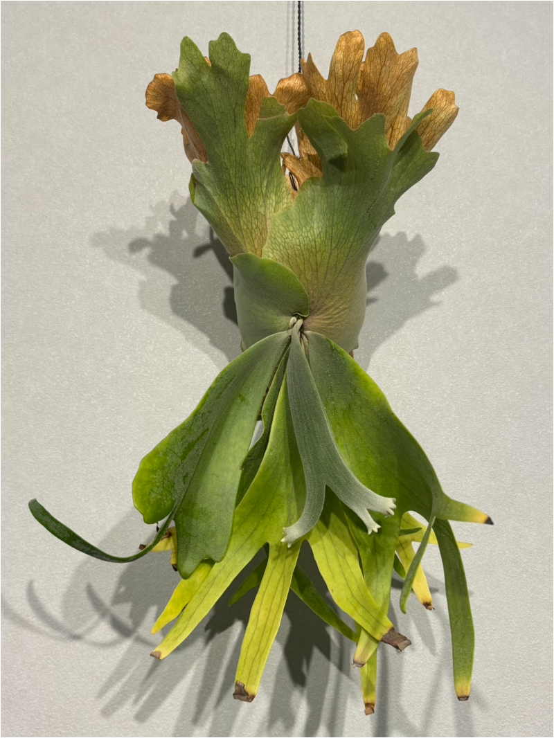 P. Willinckii Wild ビカクシダ ウィリンキー 
